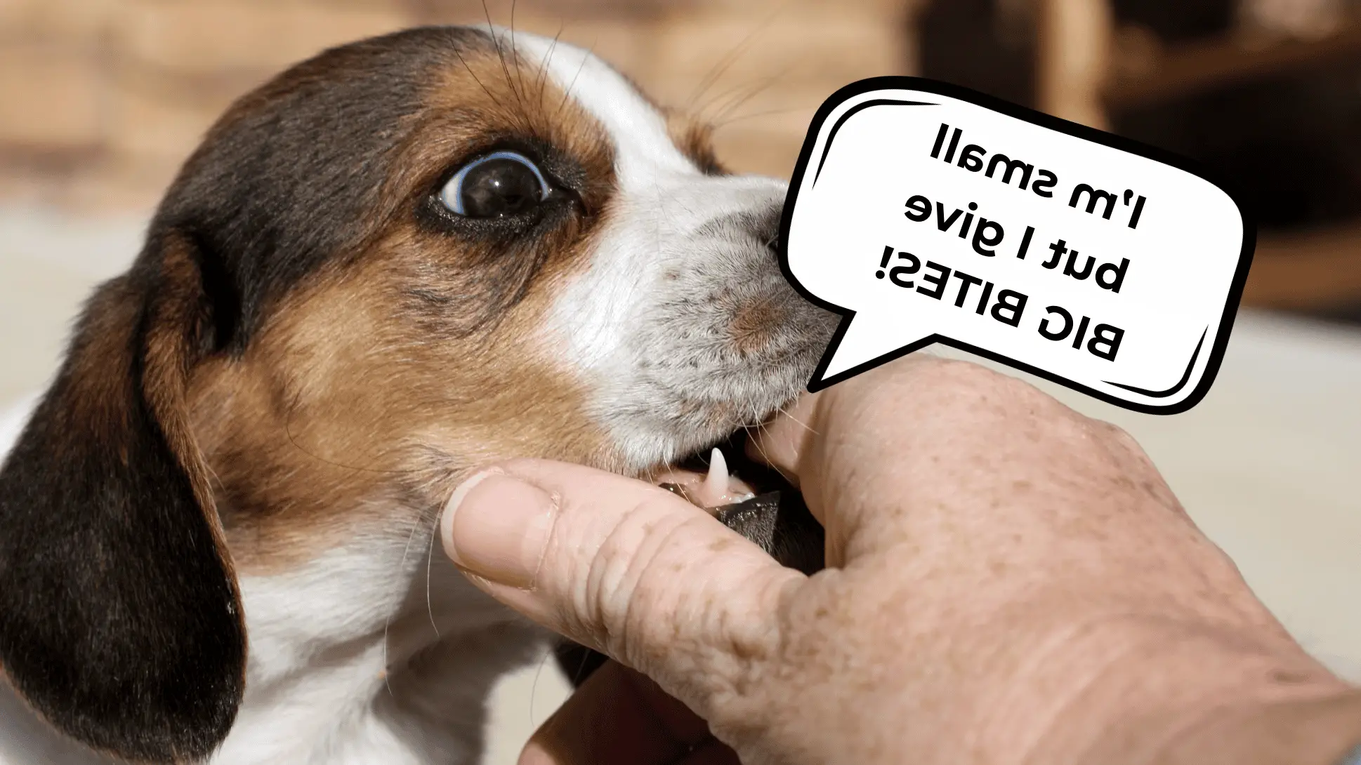 How Do You Train a Puppy Not to Bite?