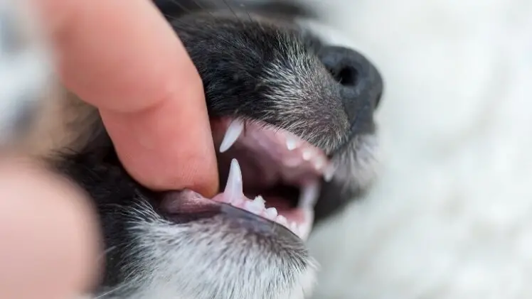 How Do You Train a Puppy Not to Bite?