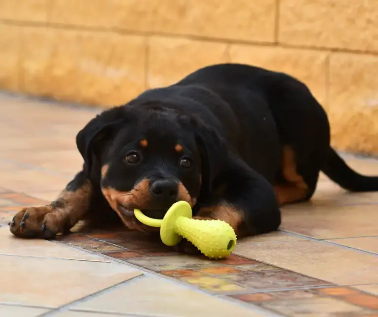 How Do You Train a Puppy Not to Bite?
