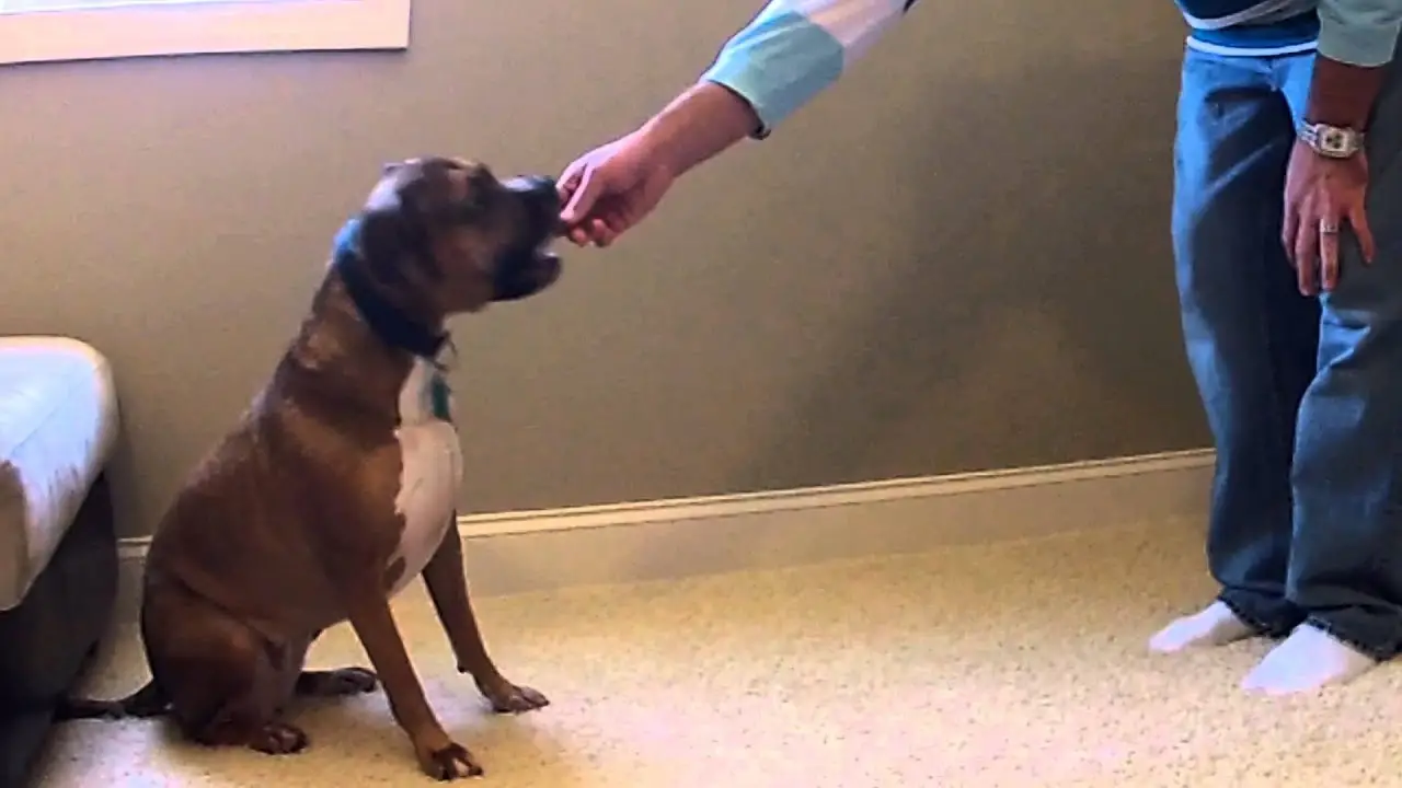 How to Teach a Dog to Sit