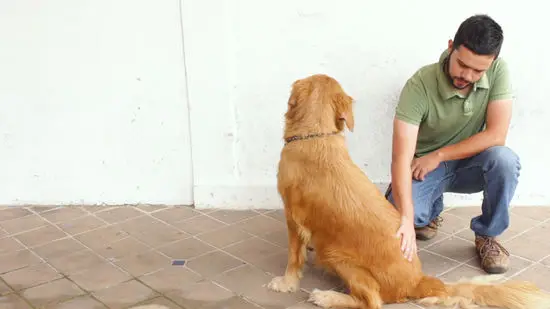 How to Teach a Dog to Sit