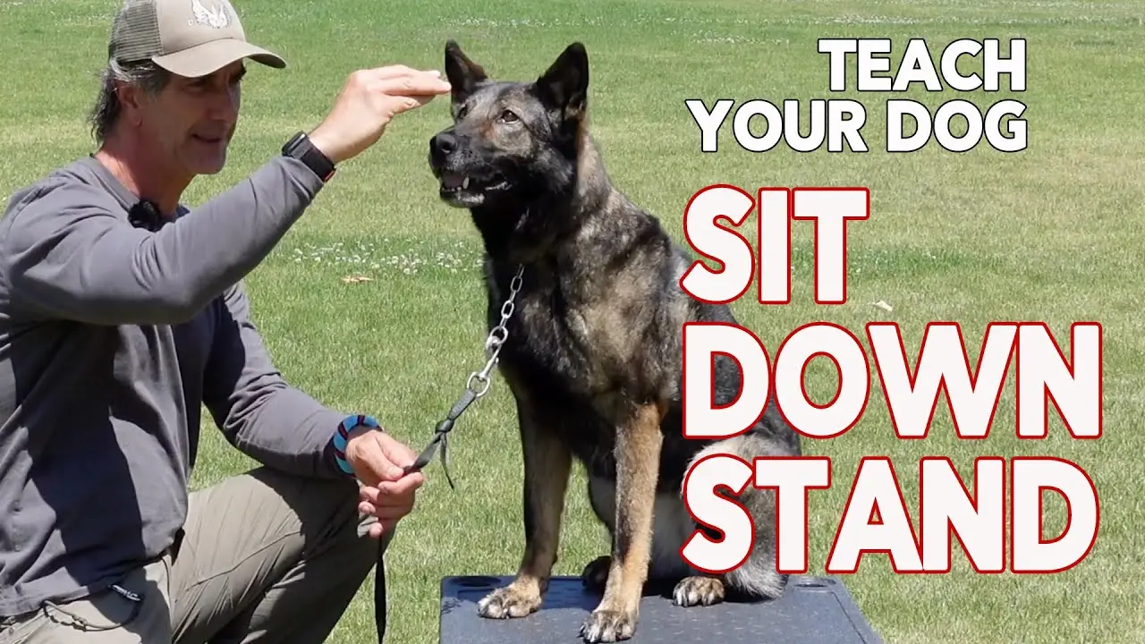 How to Teach a Dog to Sit