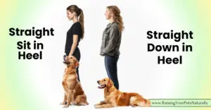 How to Teach a Dog to Sit