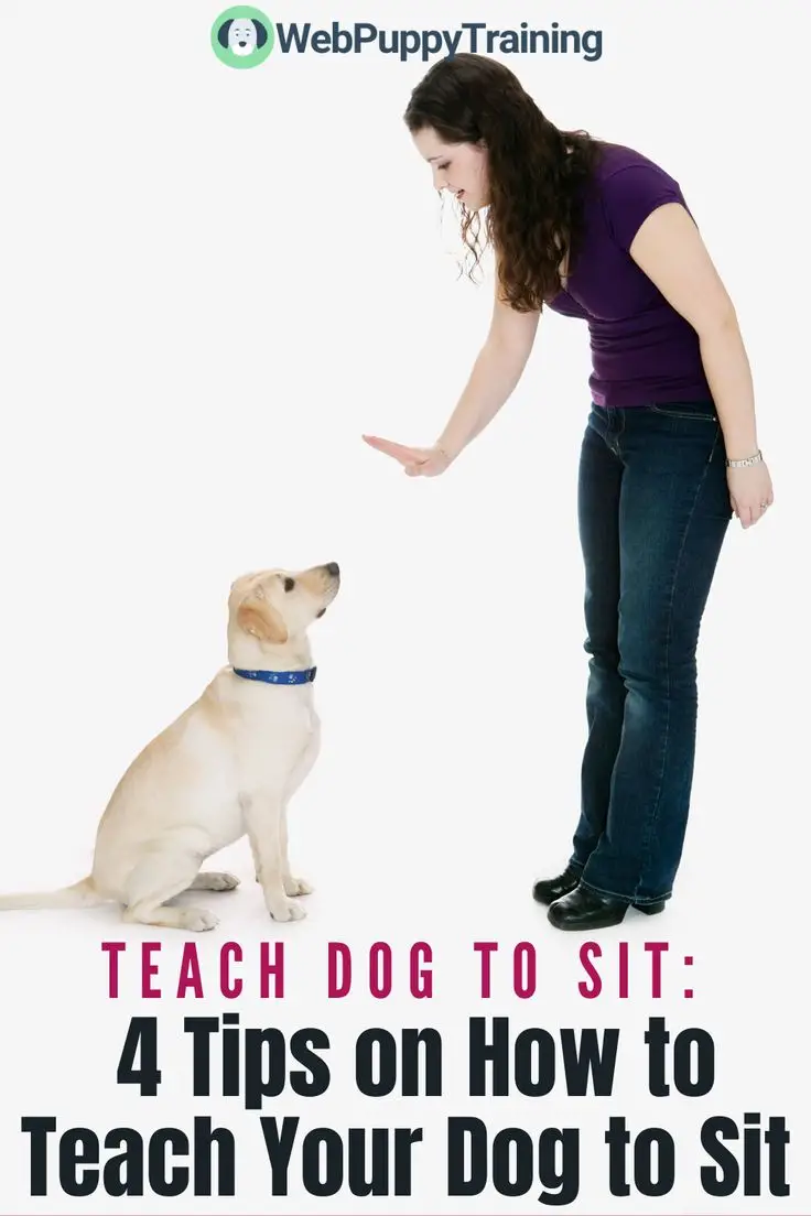 How to Teach a Dog to Sit