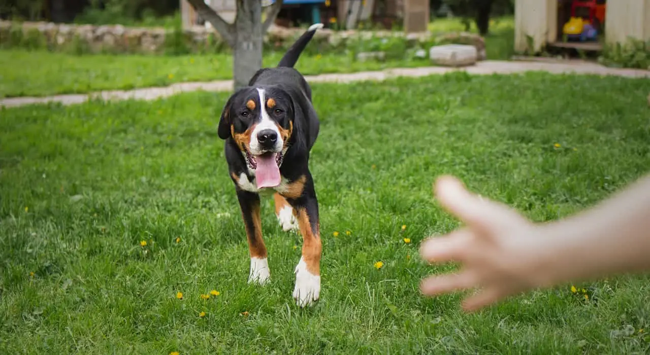 How to Teach a Dog to Sit