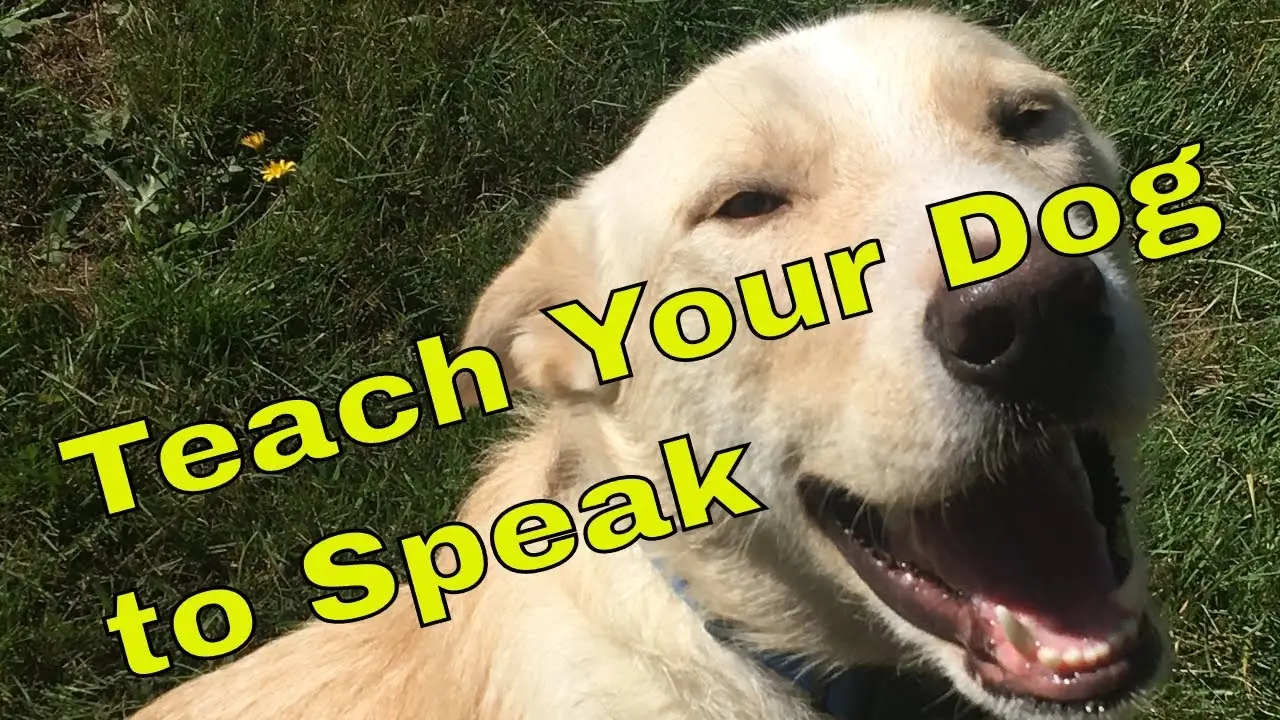 How to Train a Dog to Speak