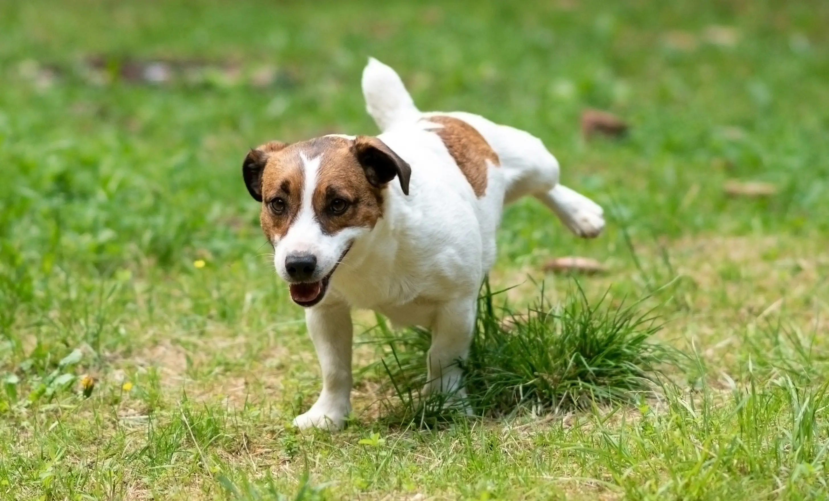 How to Train a Dog to Speak