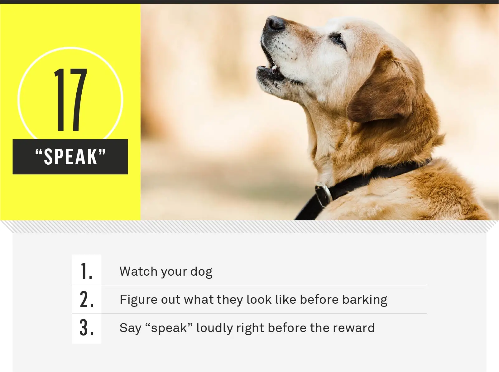 How to Train a Dog to Speak