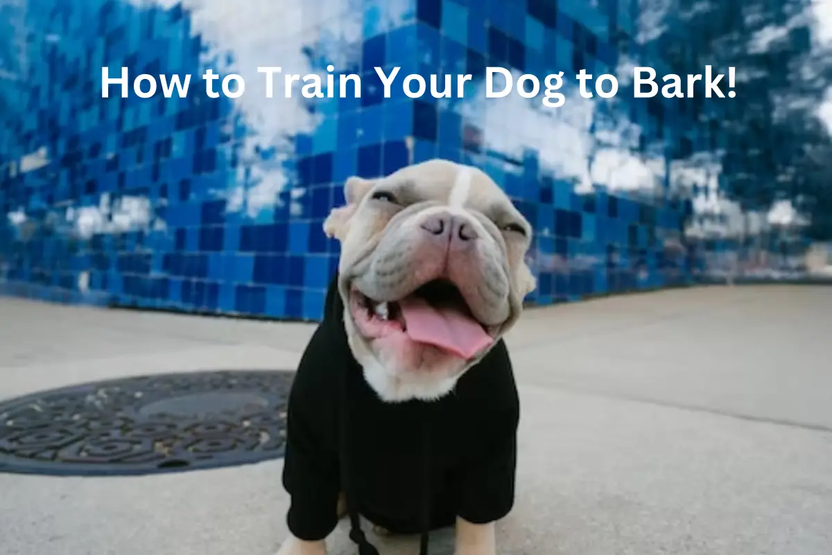How to Train a Dog to Speak