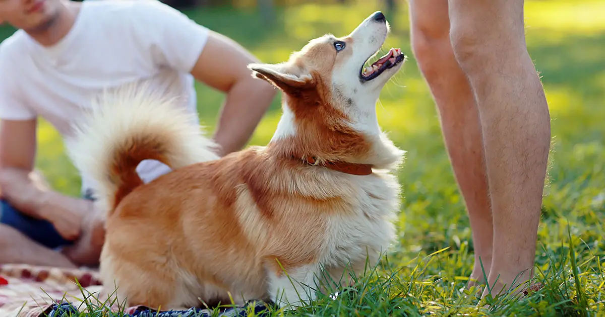 How to Stop Dog from Jumping on People