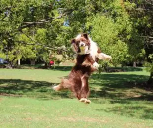 How to Stop Dog from Jumping on People