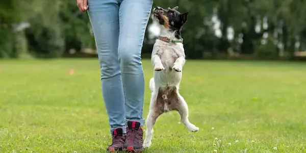 How to Stop Dog from Jumping on People