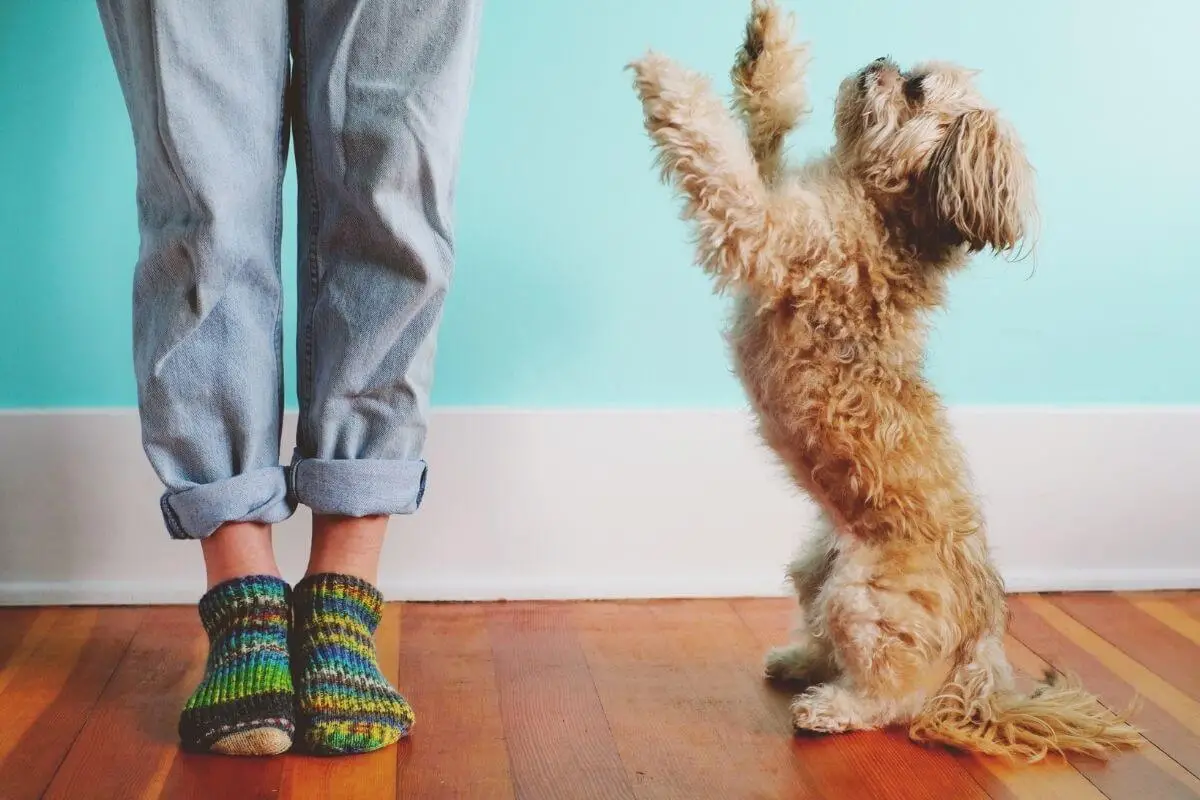 How to Stop a Dog from Jumping Up on People