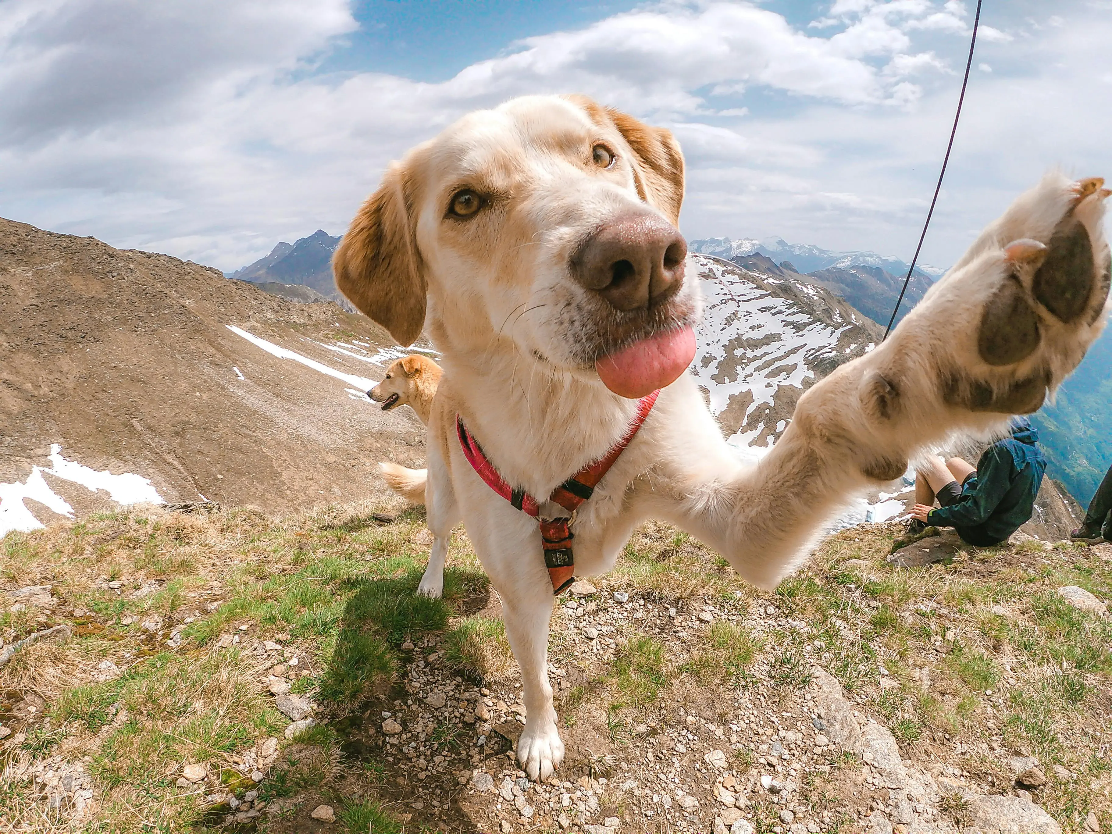 How to Stop a Dog from Jumping Up on People
