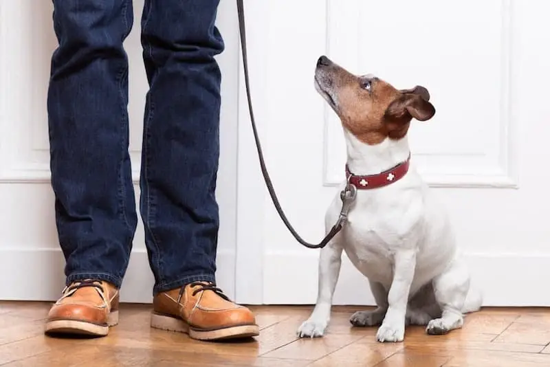 How to Teach a Dog to Walk on the Leash