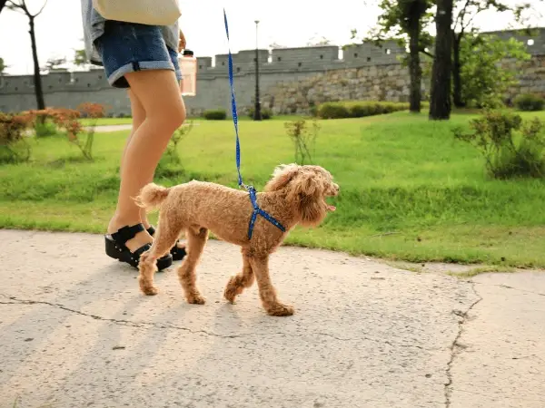 How to Teach a Dog to Walk on the Leash