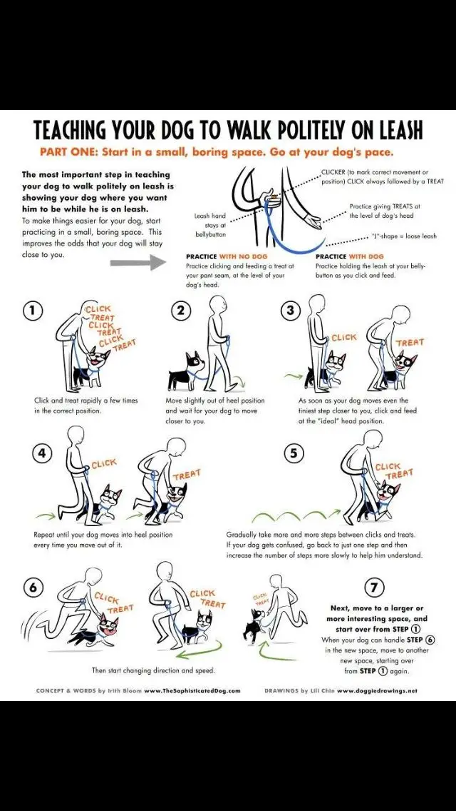 How to Teach a Dog to Walk on the Leash