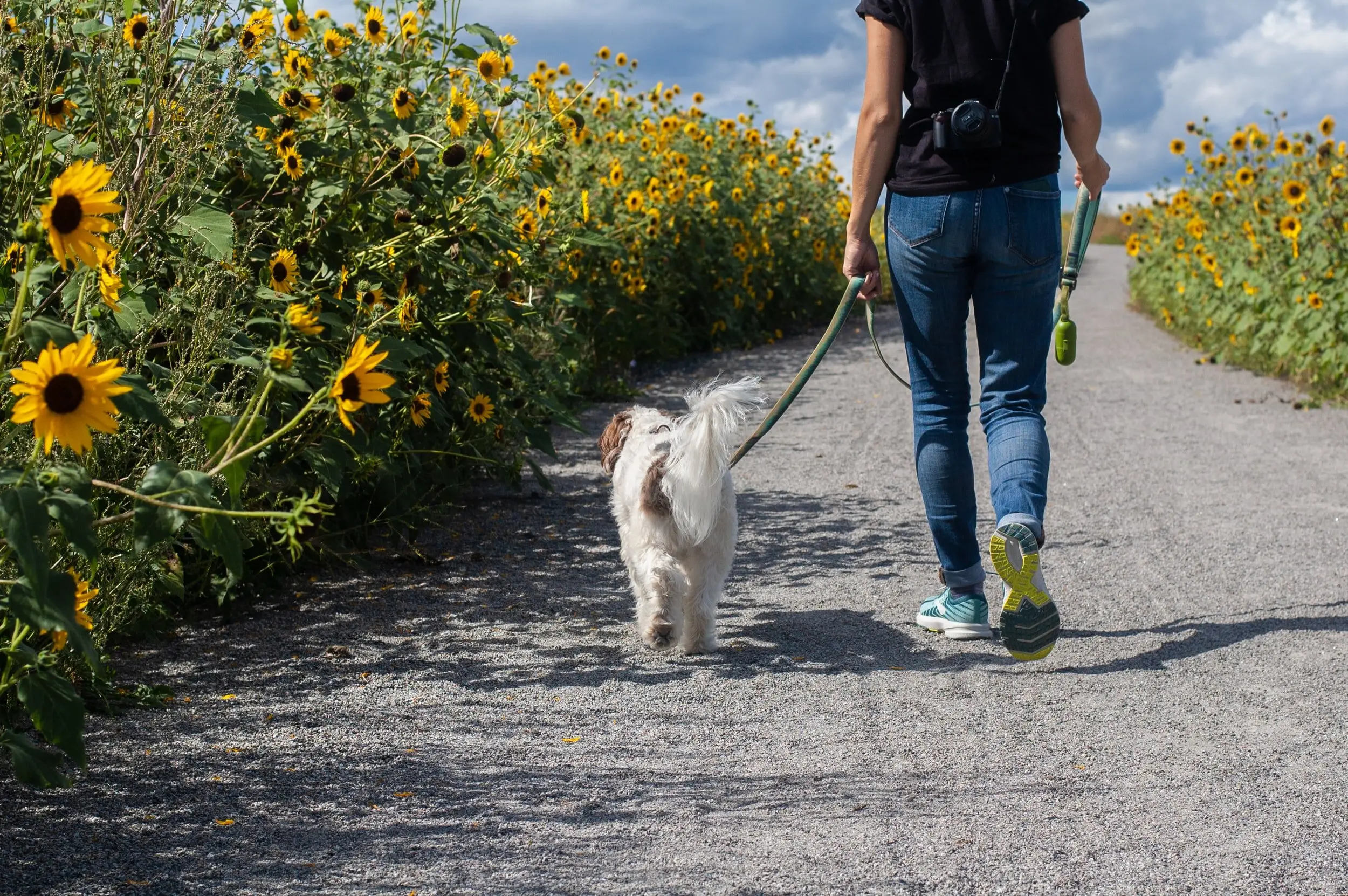 How to Teach a Dog to Walk on the Leash
