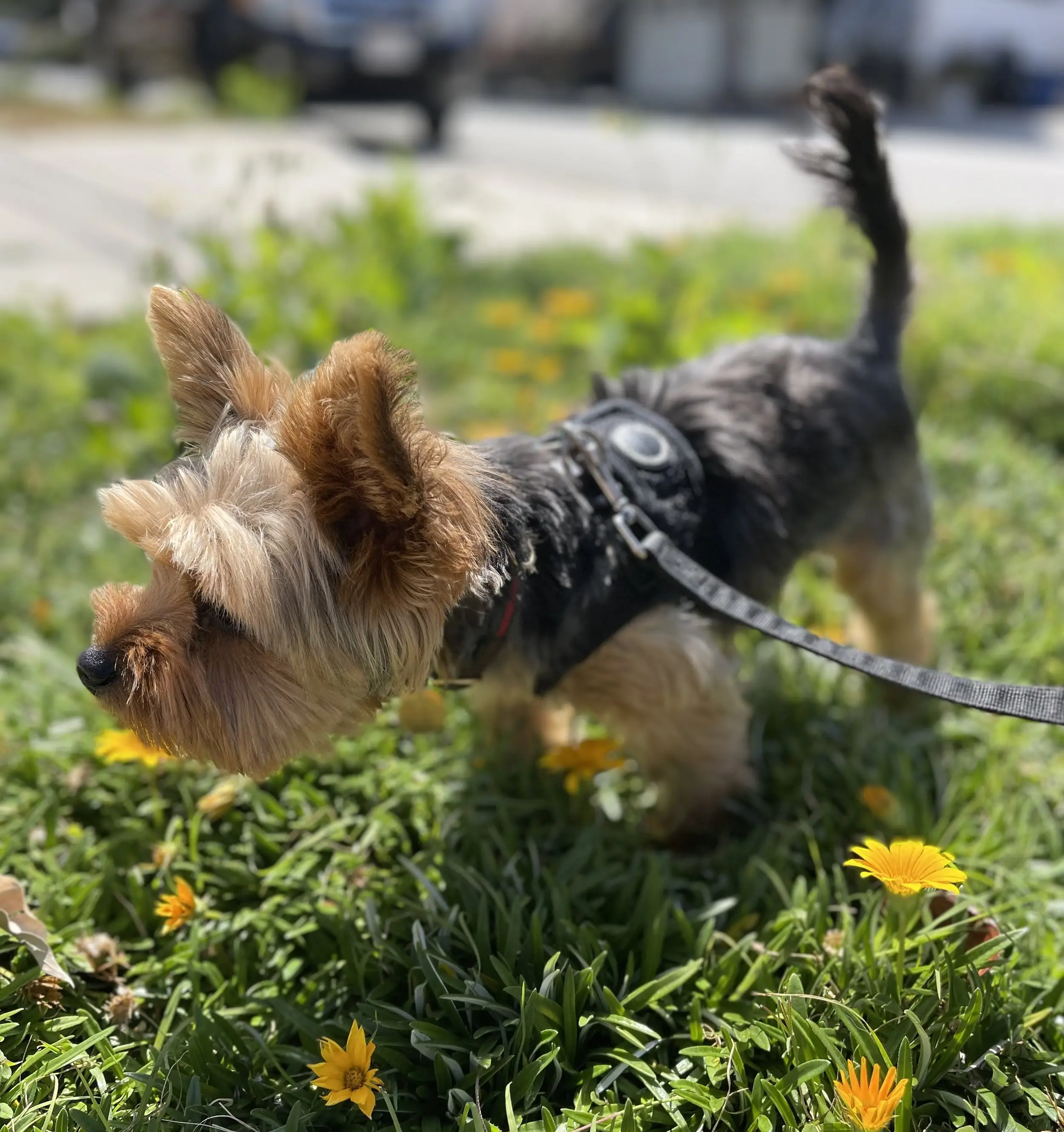 How to Teach a Dog to Walk on the Leash