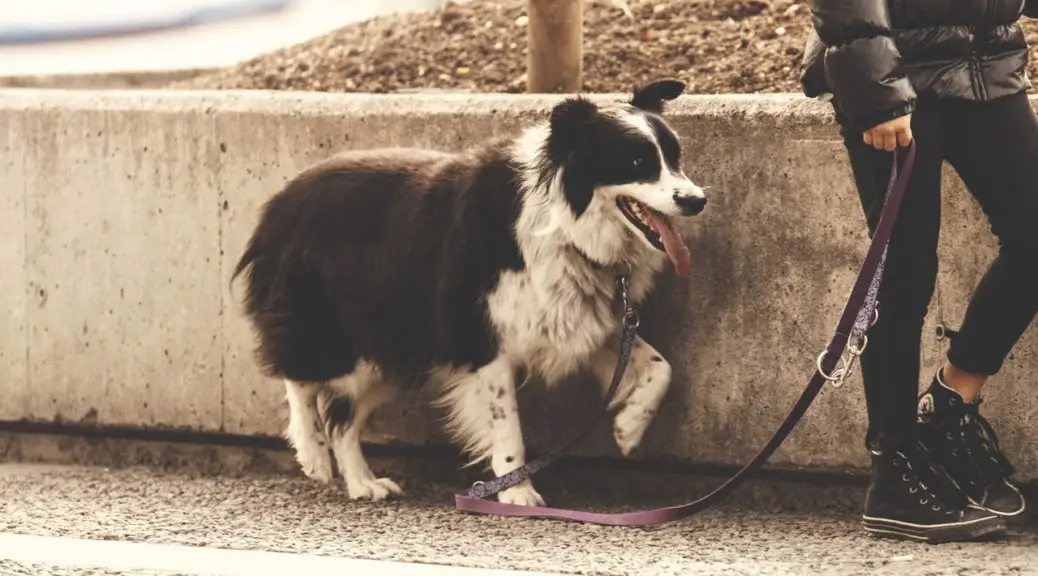 How to Teach a Puppy to Walk on a Leash