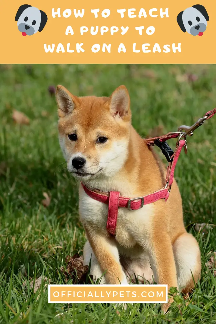 How to Teach a Puppy to Walk on a Leash