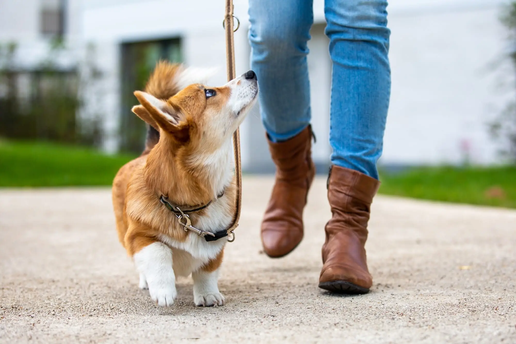 How to Teach a Puppy to Walk on a Leash
