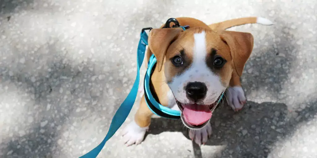 How to Teach a Puppy to Walk on a Leash