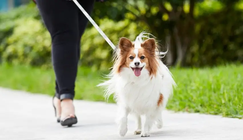 How to Teach a Puppy to Walk on a Leash