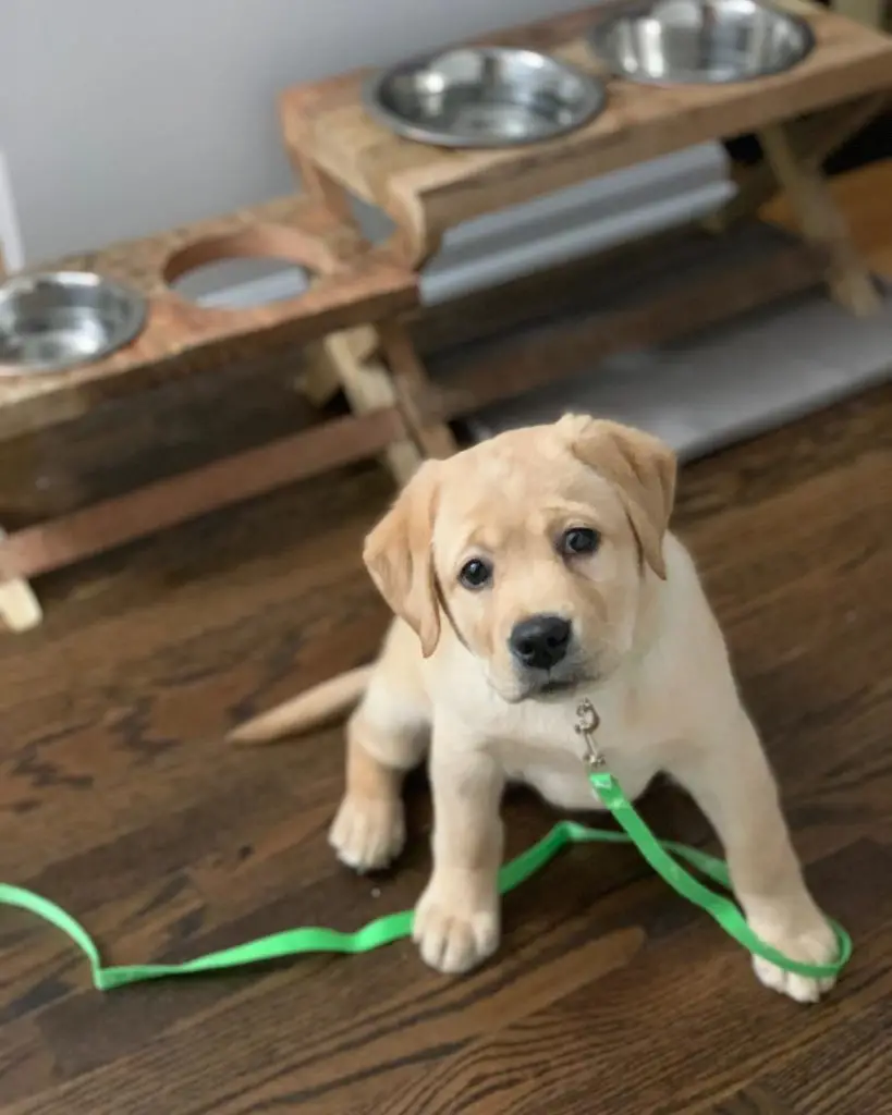 How to Teach a Puppy to Walk on a Leash