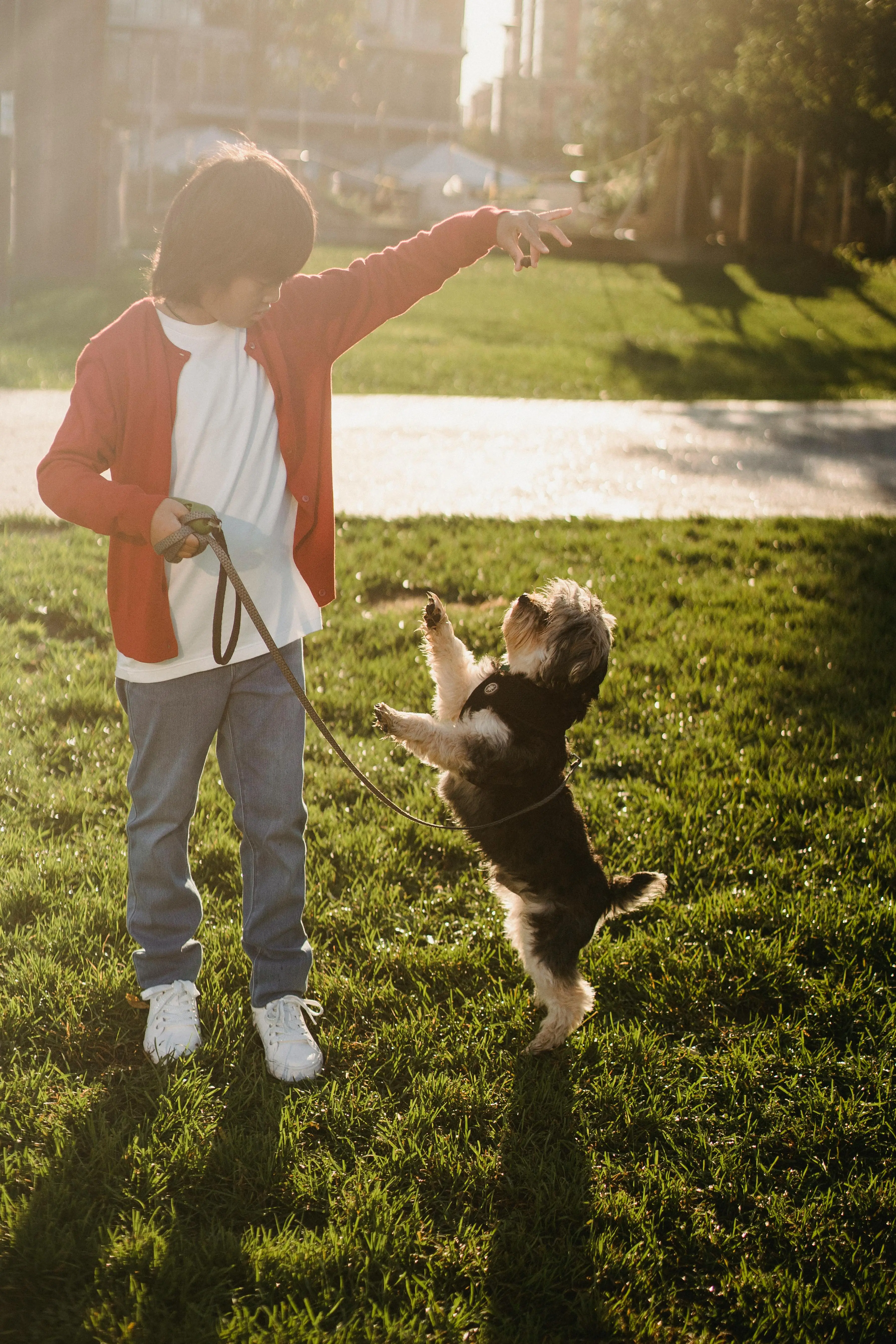 How to Teach a Puppy to Walk on a Leash