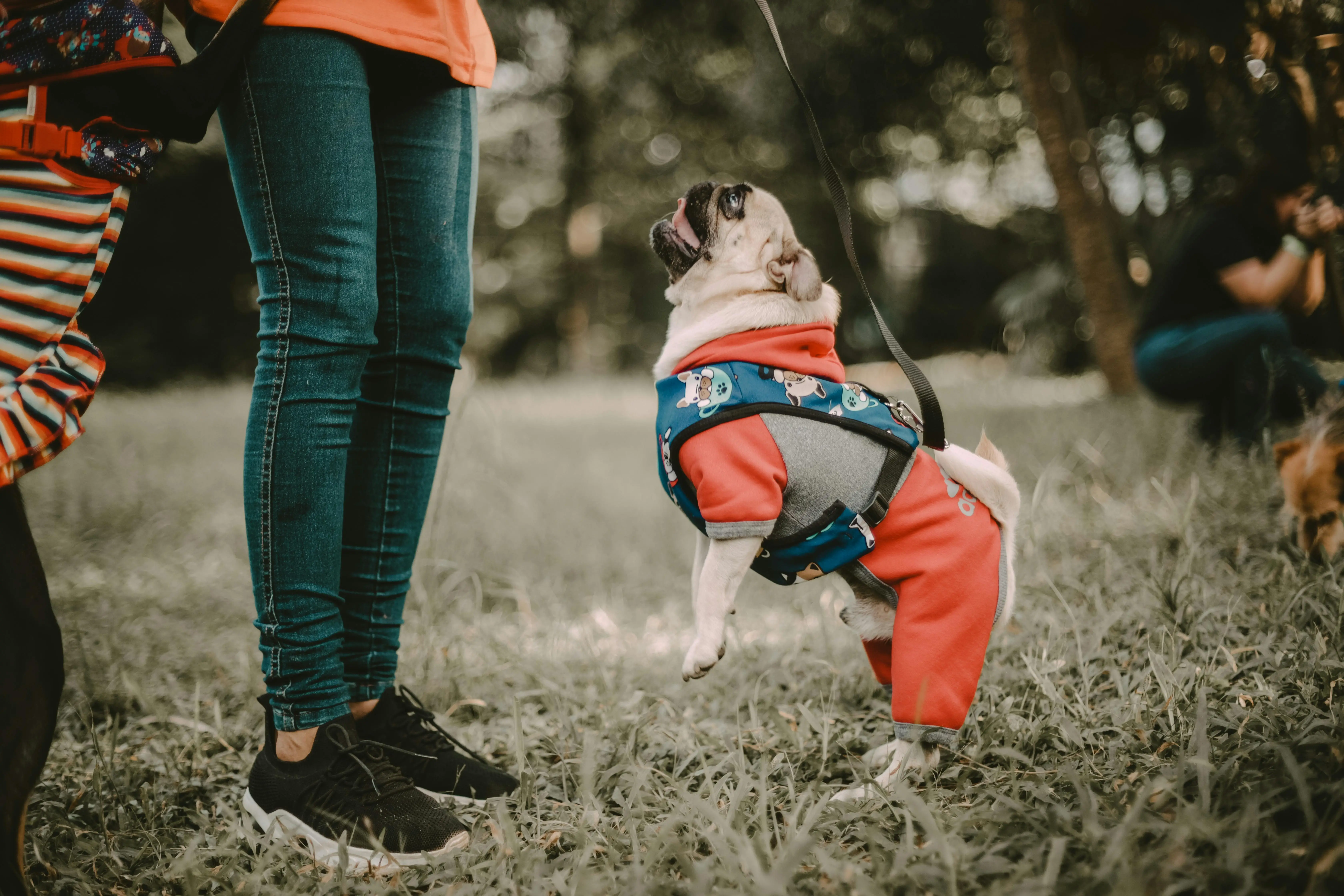 How to Teach a Puppy to Walk on a Leash