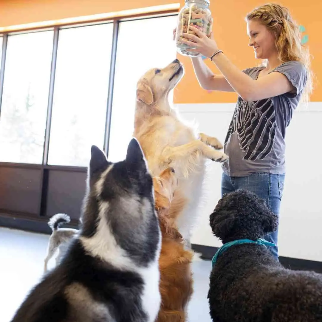 How to Train a Dog Not to Jump on People