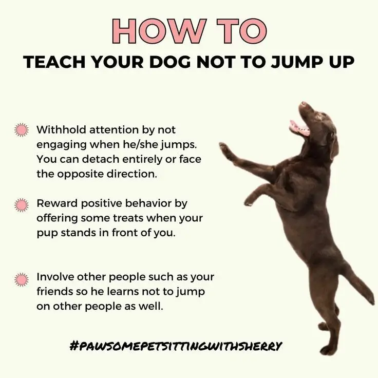 How to Train a Dog Not to Jump on People