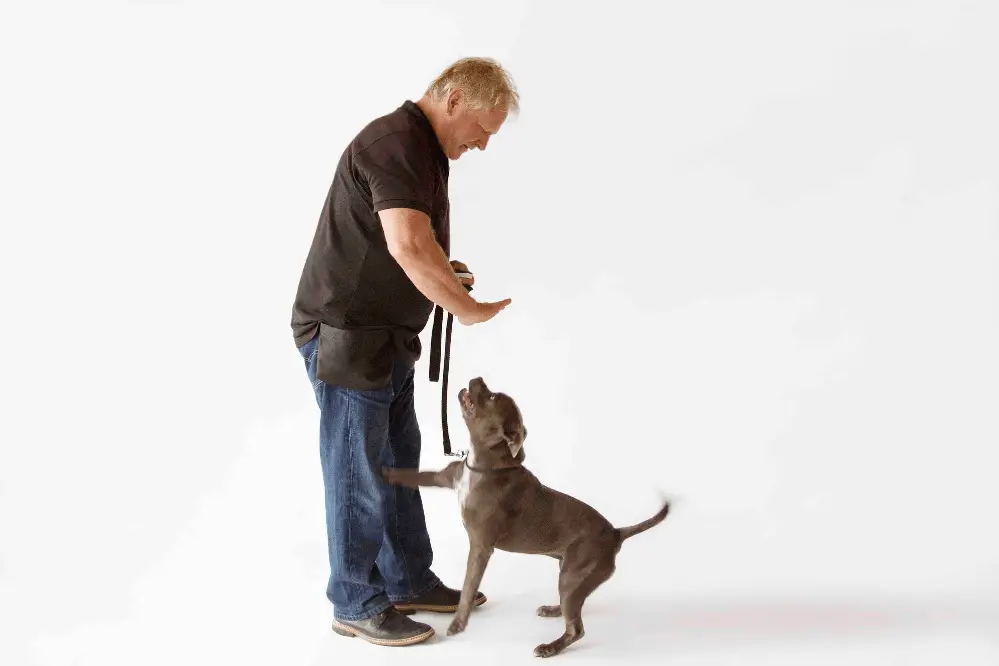 How to Train a Dog Not to Jump on People