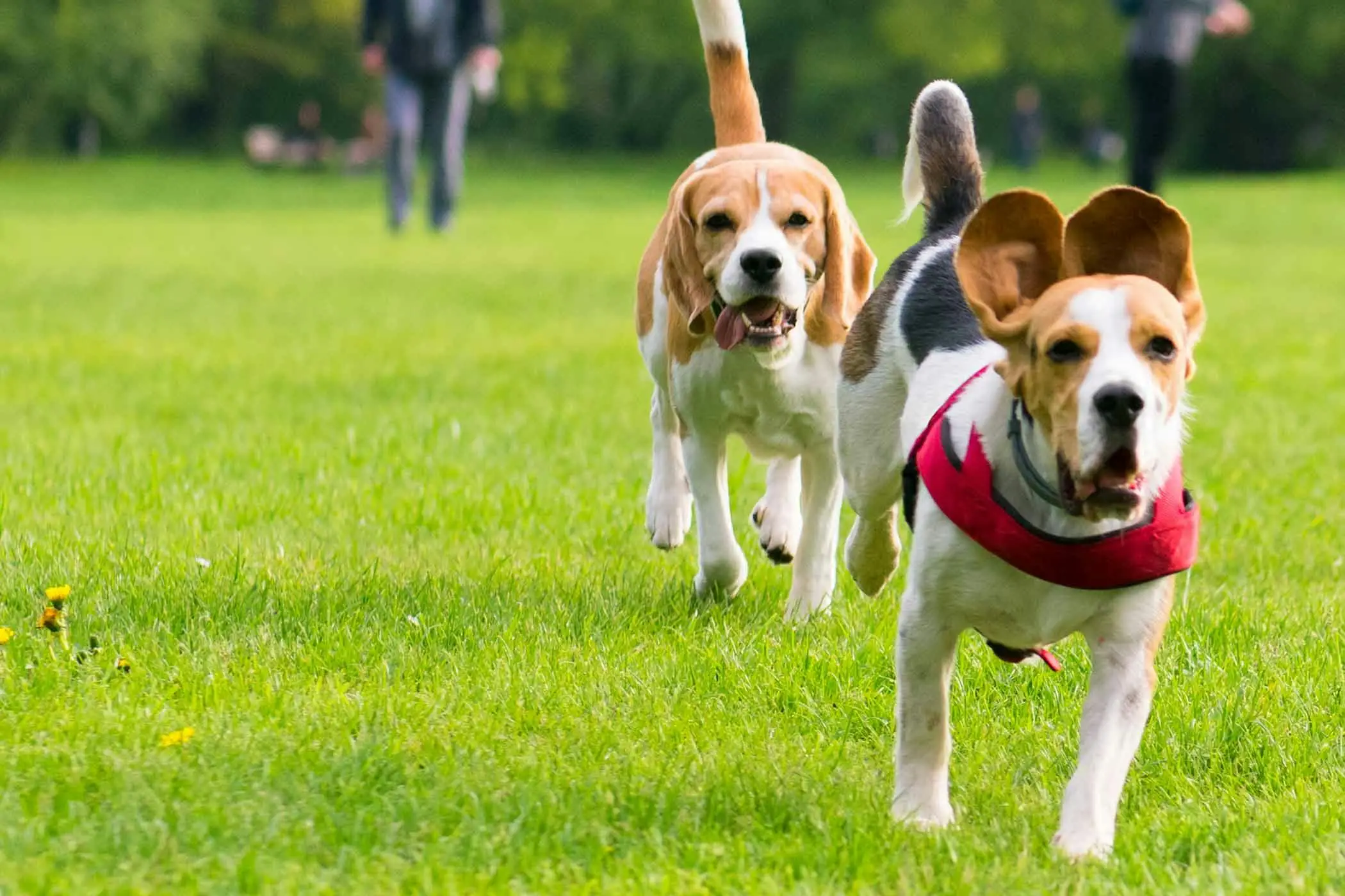 How to Train a Dog Not to Jump on People