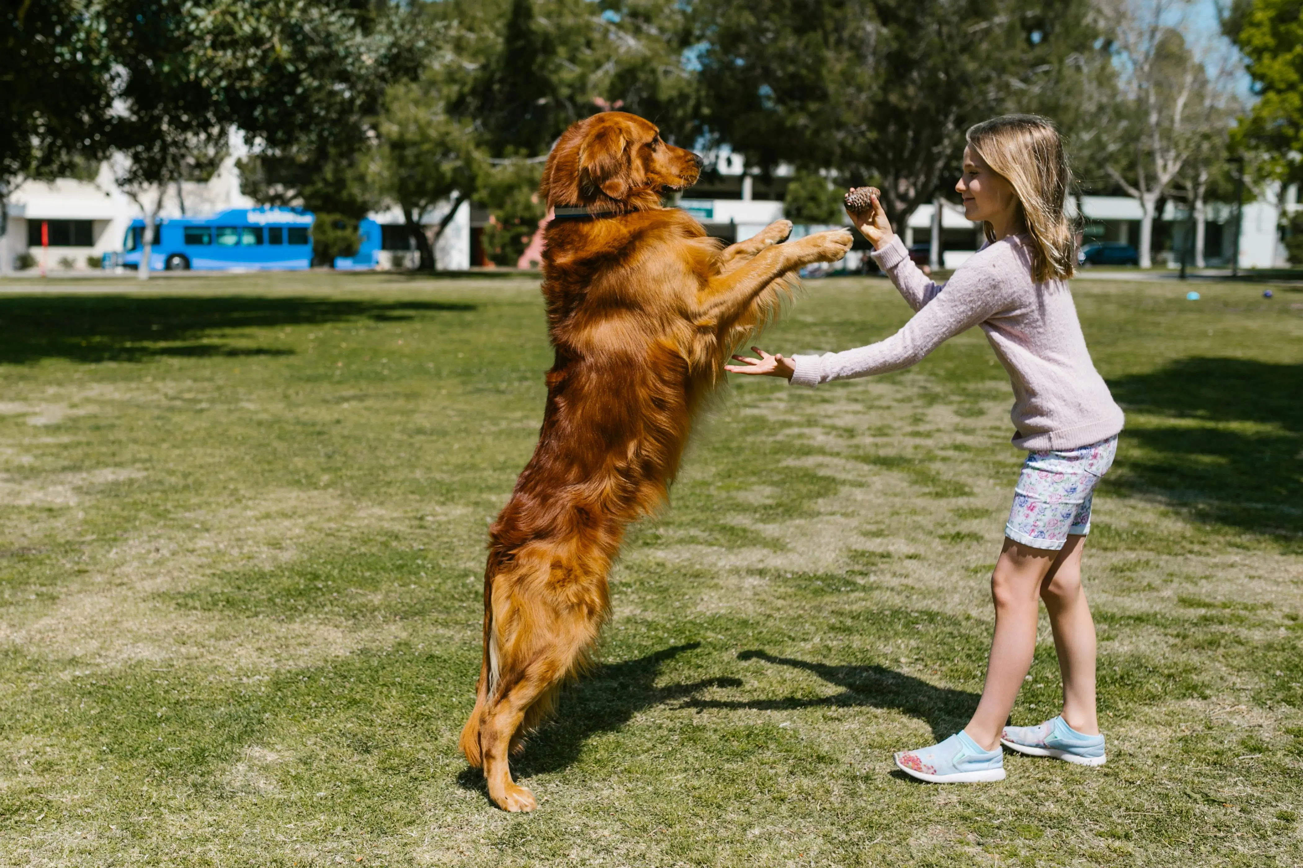How to Train a Dog Not to Jump on People
