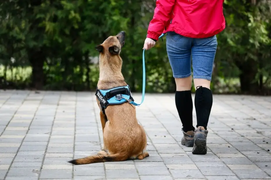 How to Train a Puppy to Walk on a Leash