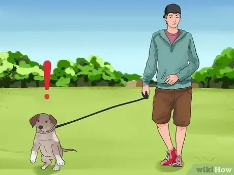 How to Train a Puppy to Walk on a Leash