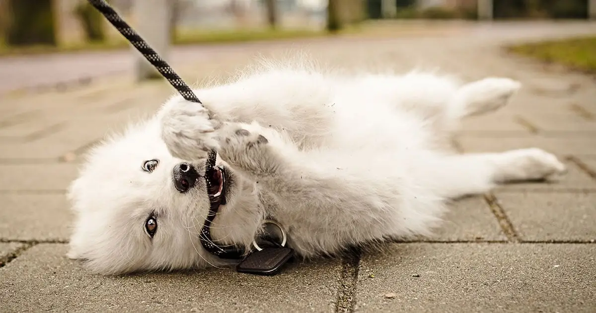 How to Train a Puppy to Walk on a Leash