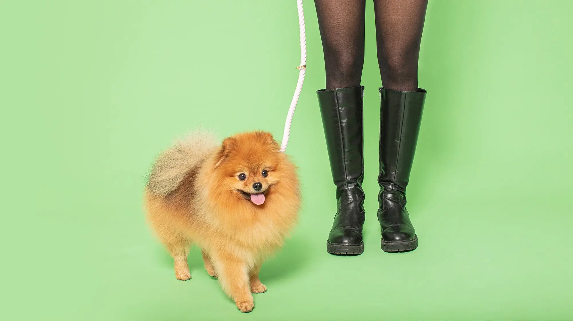 How to Train a Puppy to Walk on a Leash