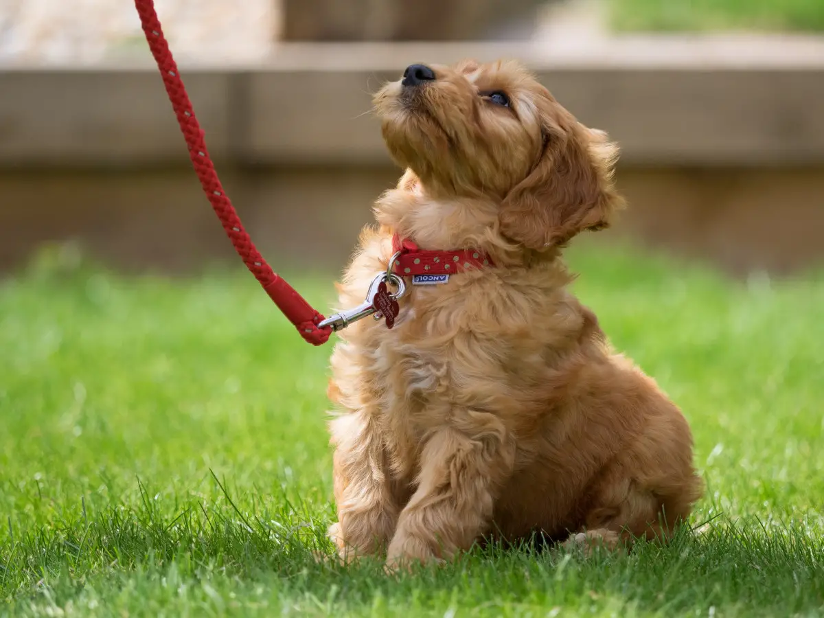 How to Train a Puppy to Walk on a Leash