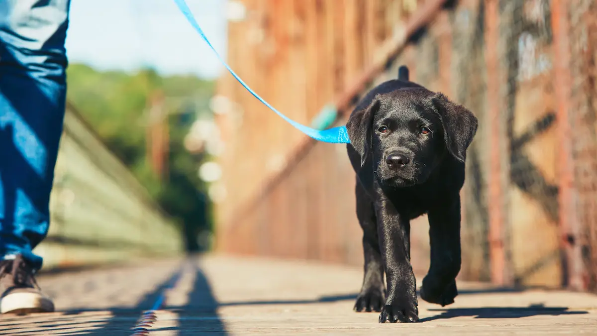 How to Train a Puppy to Walk on a Leash