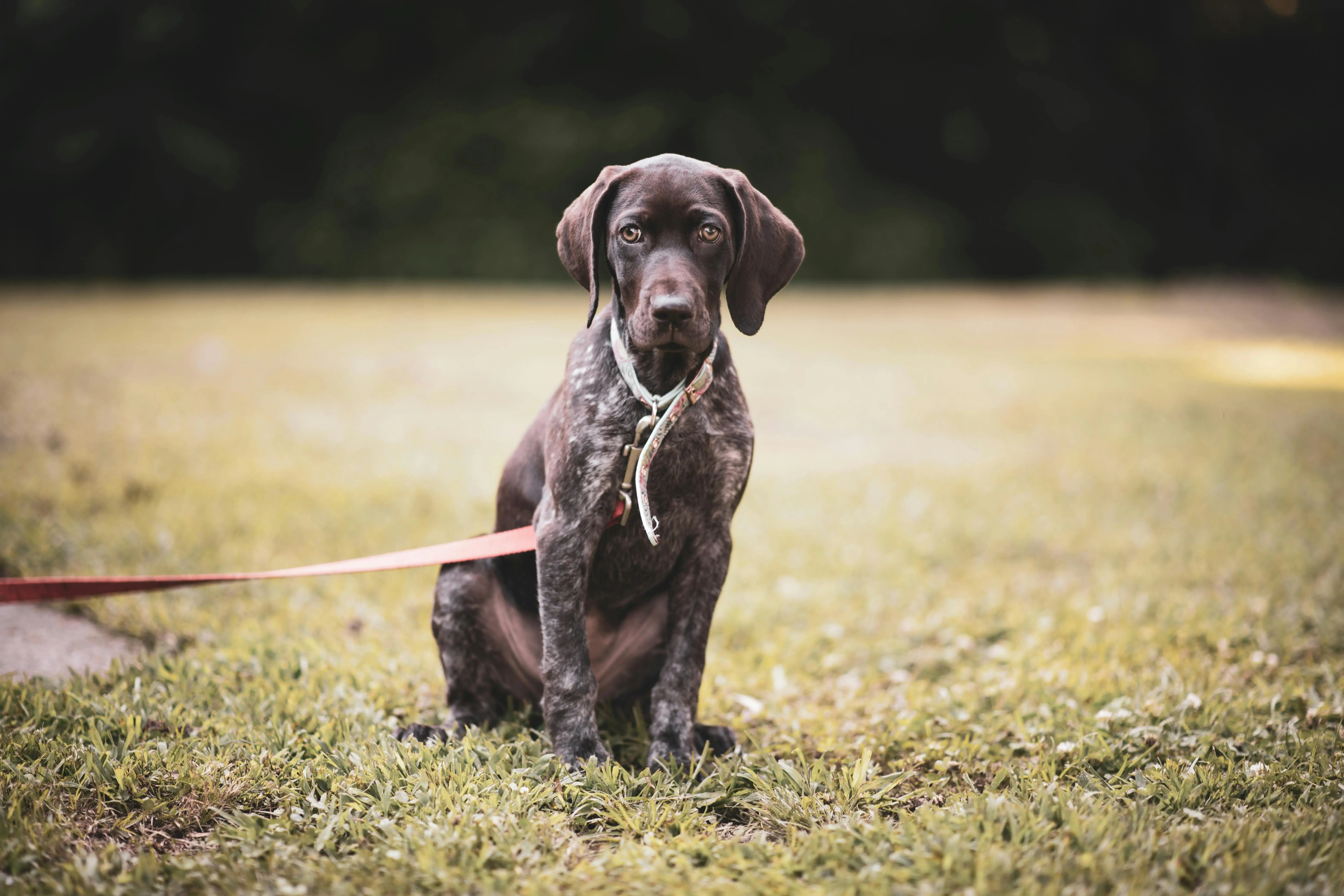 How to Train a Puppy to Walk on a Leash