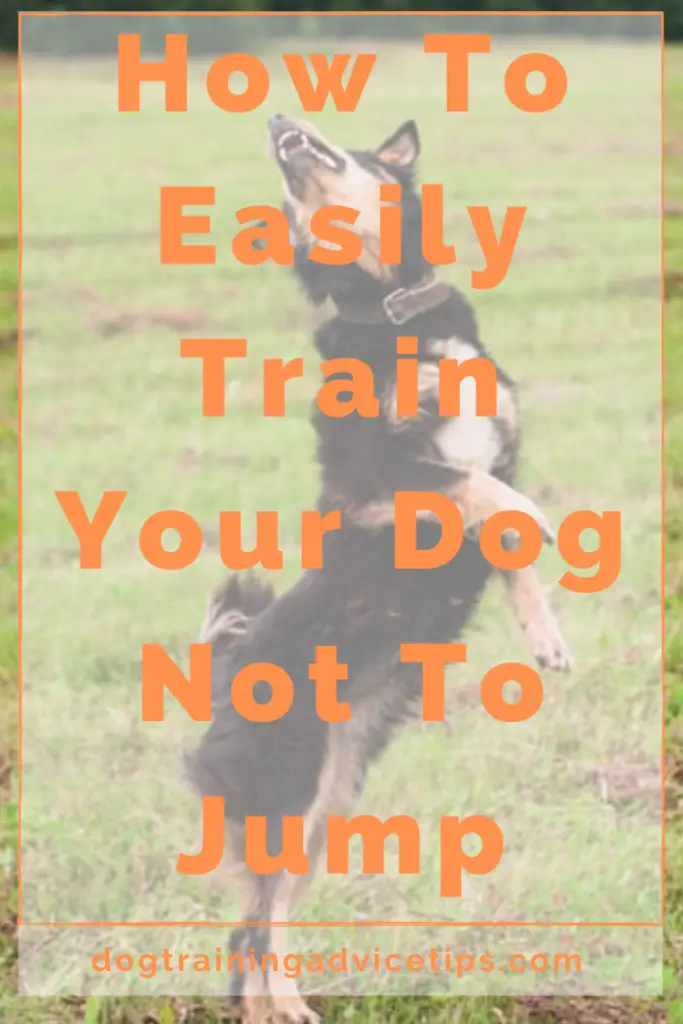 How to Train Your Dog Not to Jump on You