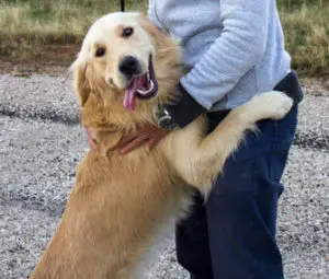 How to Train Your Dog Not to Jump on You