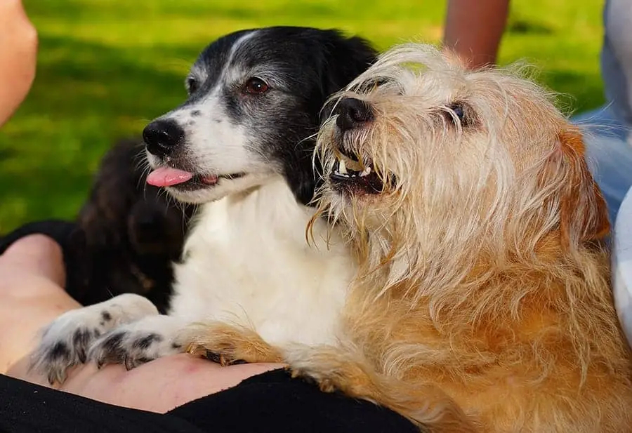 How to Train Your Dog Not to Jump on You