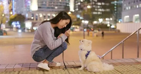 How to Train Your Dog Not to Jump on You