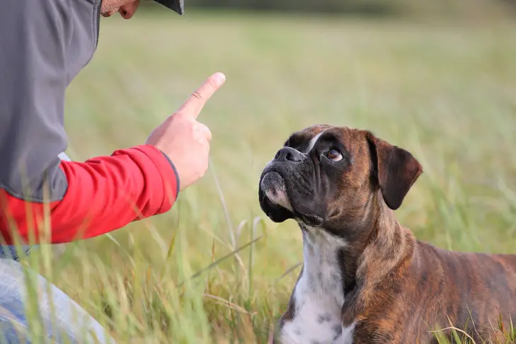 How to Train Your Dog Not to Jump on You