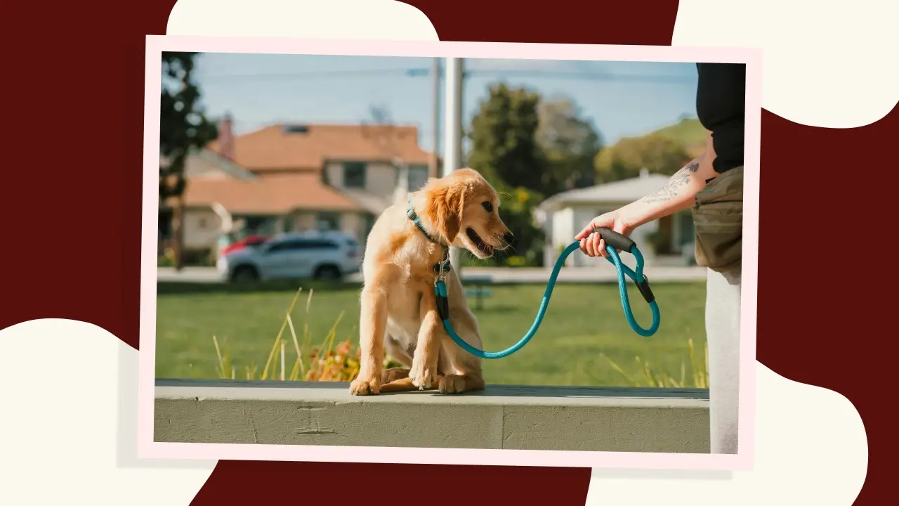 How to Train Your Dog to Walk with a Leash