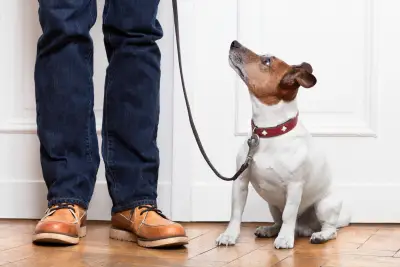 How to Train Your Dog to Walk with a Leash